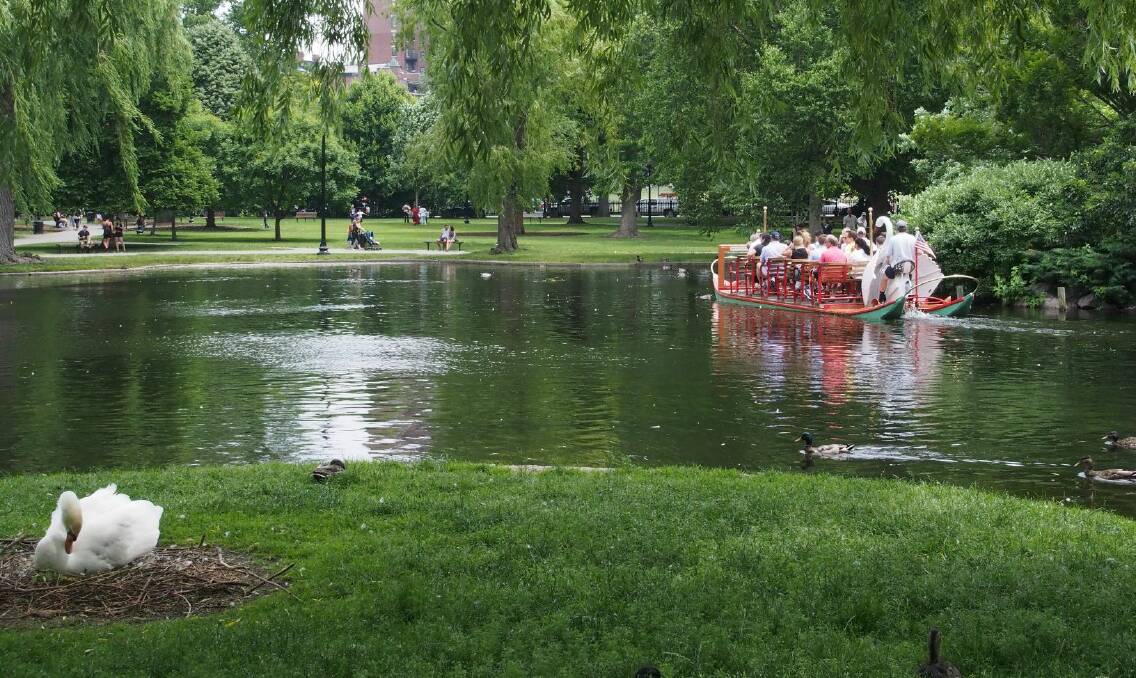 A swan sits on her nest of eggs while a Swan Boat glides by in the Boston Public Garden.