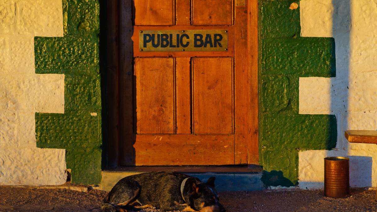 A dog waits patiently at the pub door for its owner. Photo: Danielle Lancaster