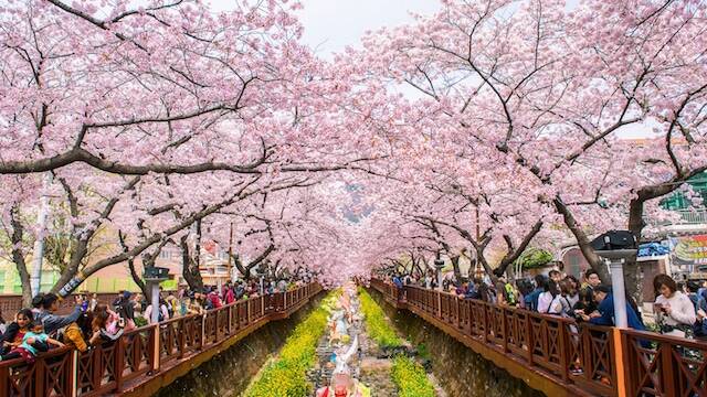 PRETTY IN PINK: You'll love South Korea's flowering cherries.