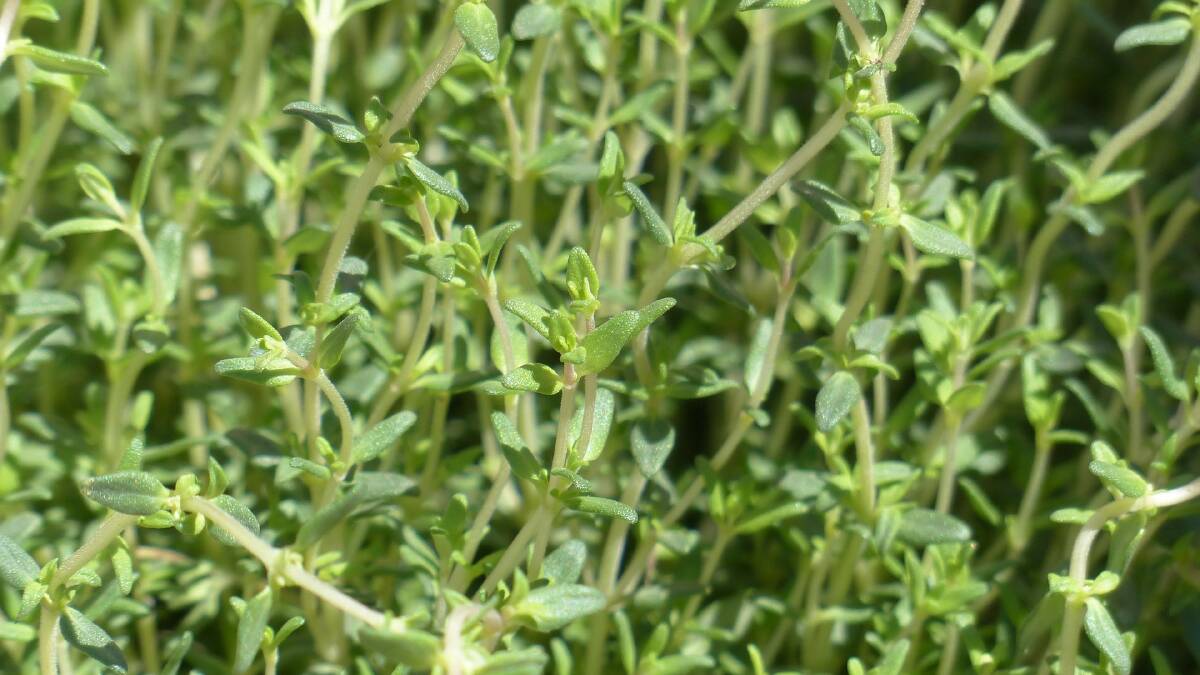 Thyme: your knight in shining, fragrant, armour