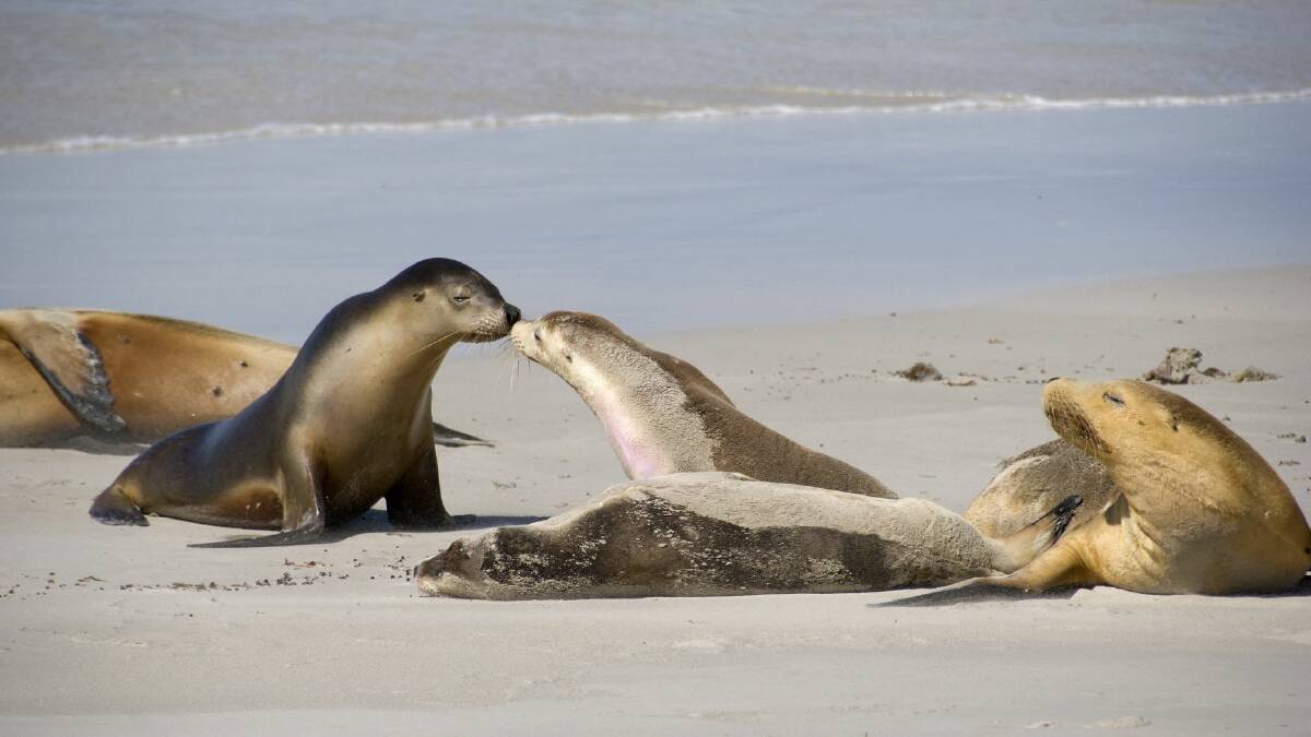 Kangaroo Island's seals were able to escape the inferno.