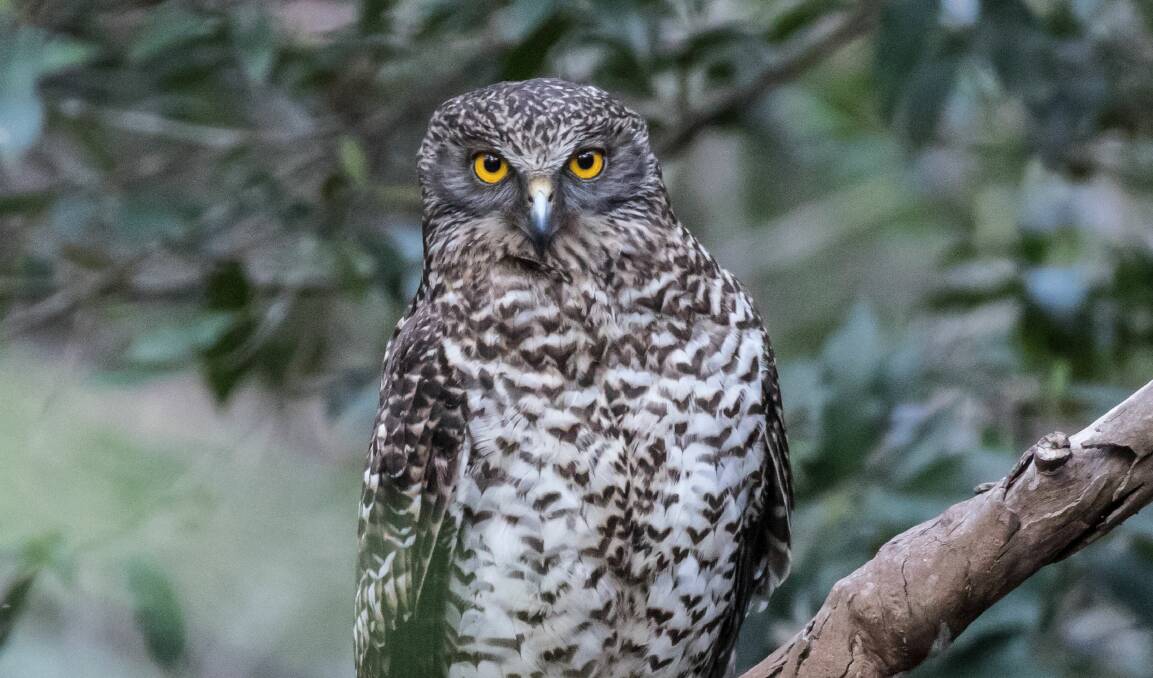 WHO STARES, WINS: The powerful owl, with its deep, slow "woo-hoo" call, is among the birds you might encounter at Manly Dam in Sydney. Photo: John Prats