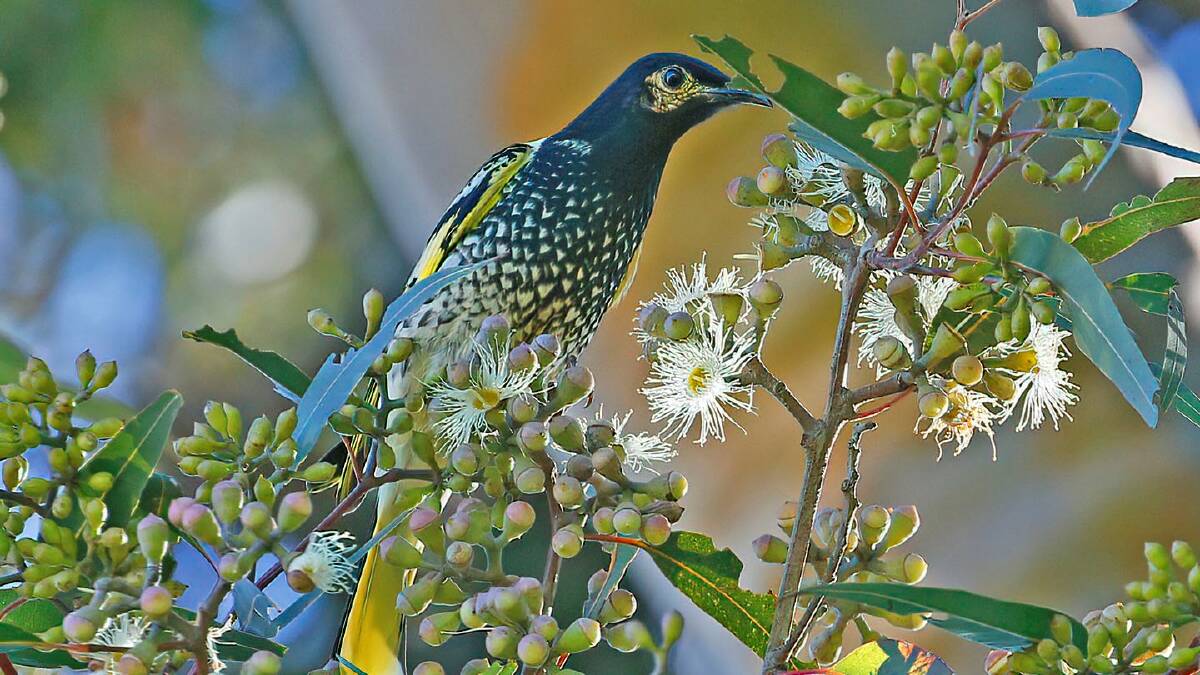 The critically endangered regent honeyeater has been driven to extinction across more than 86% of its historical habitat. Photo: Friends of Chiltern