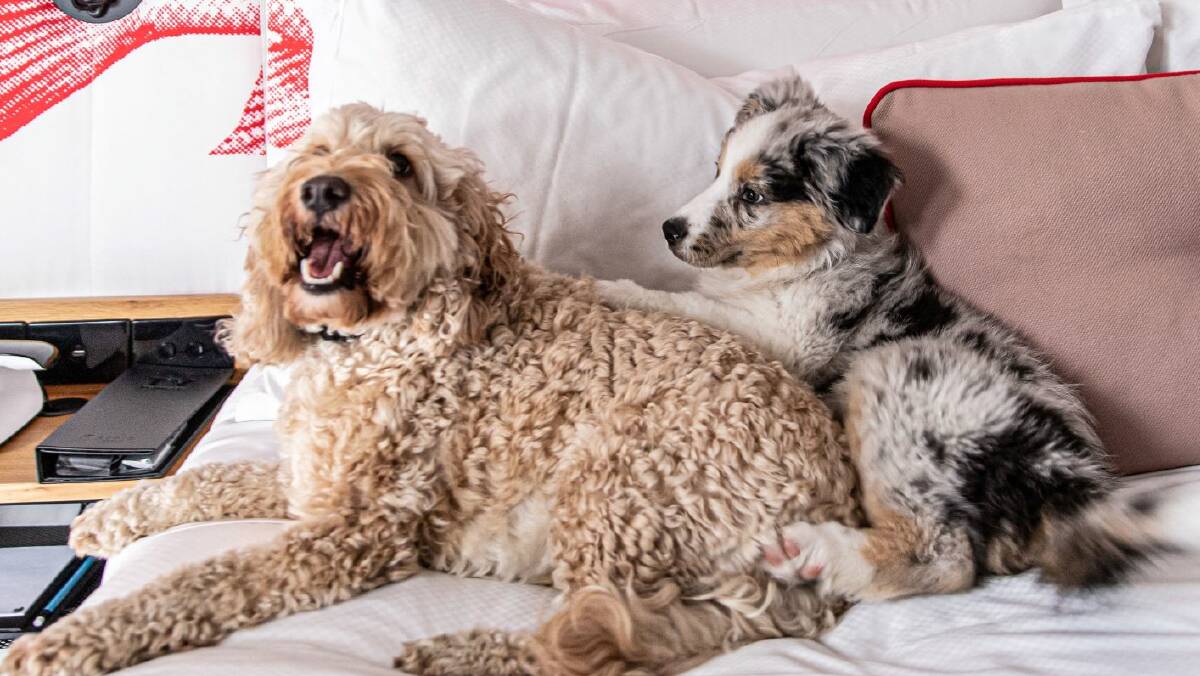 HOTEL HOUNDS: Dogs can stay too at selected rooms in Ovolo hotels in Australia and Hong Kong.