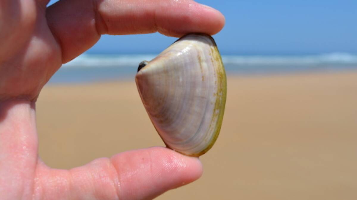 Pipis: a research study aims to provide scientists with a better understanding of the ecology of pipis to ensure sustainable harvests of the special mollusc, which is endemic to Australia.