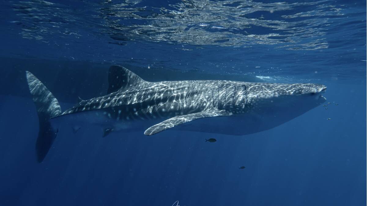 This whale shark was snapped last summer by Brad Fisher aboard The Spirit of Freedom.
