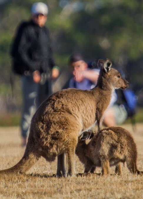 LEAPING INTO ACTION: Kangaroo Island is emerging from the disastrous bushfires with a big hand from its friends and supporters.
