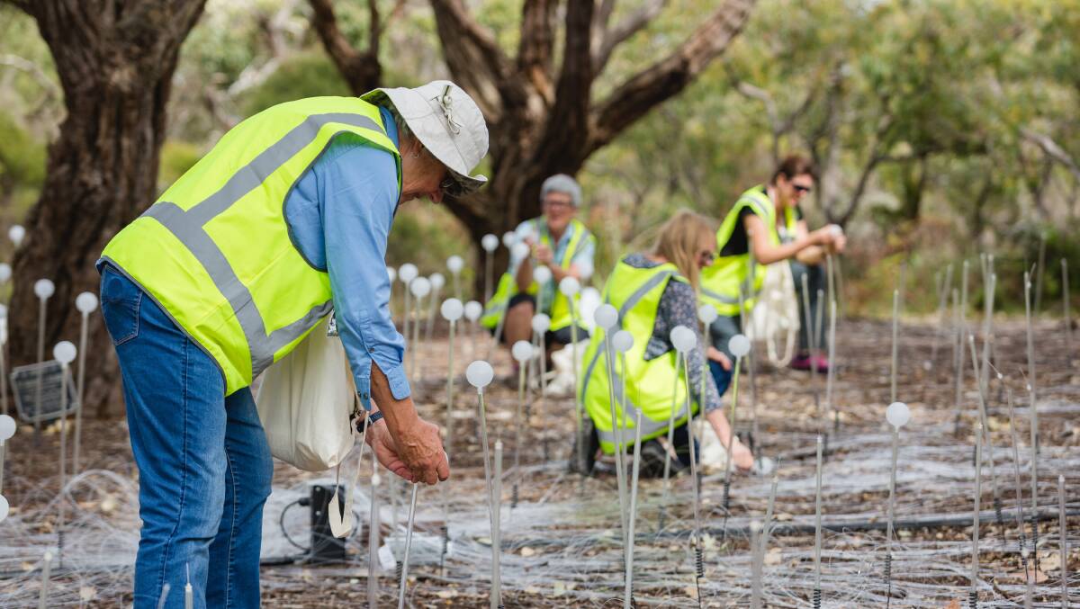 LIGHT WORK: Volunteers, many with an Anzac connection, "plant" the glass spheres. The installation took place over a fortnight. Photo: Taryn Hays