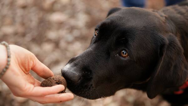 Anyone for a truffle hunt?