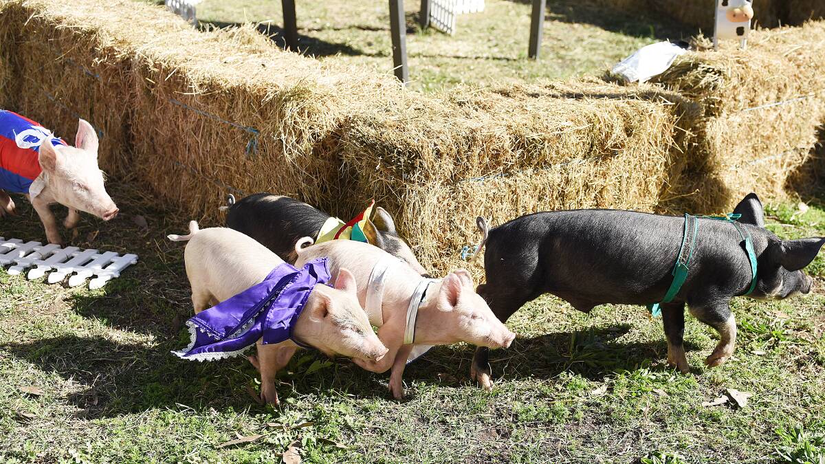 The themed piglet races are always popular. 