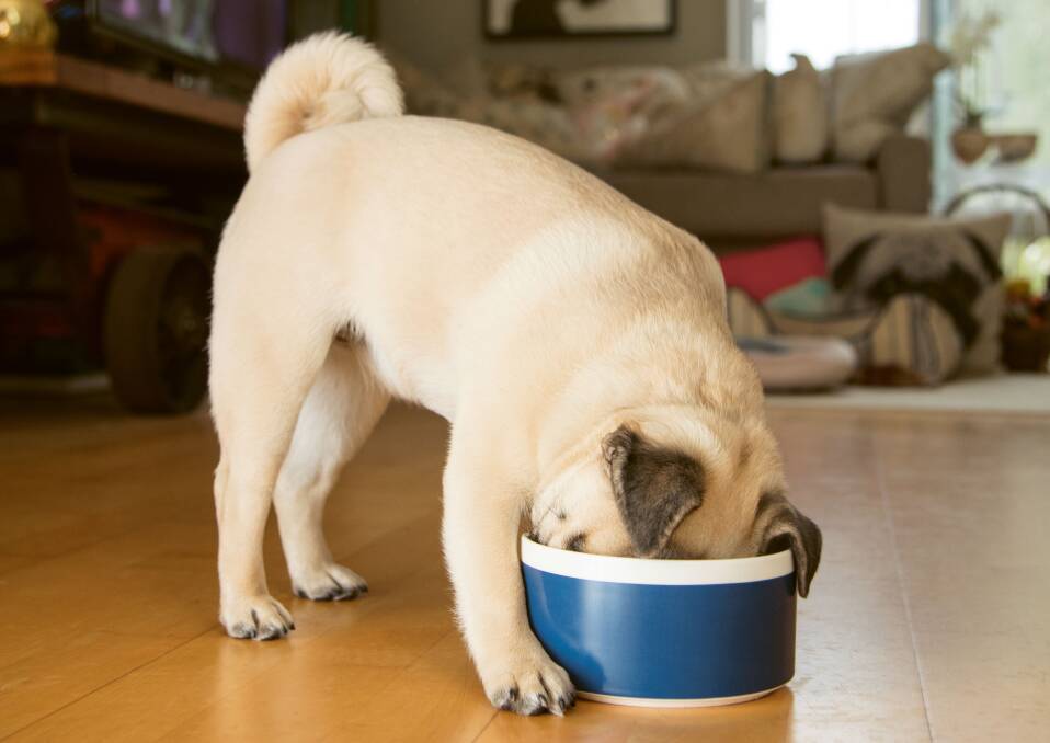 Recipe: My Dog Eats Better Than Me