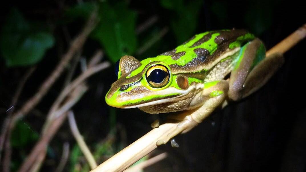 The Green and Golden Bell Frog is a vulnerable species. Photo: James Garnham/ Instagram.