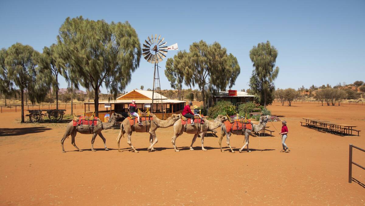 ON YOUR MARKS: The world-famous Uluru Camel Cup will be live streamed this year.