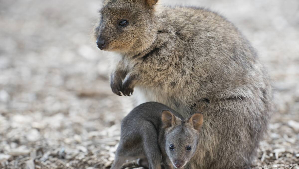Party time for baby quokkas