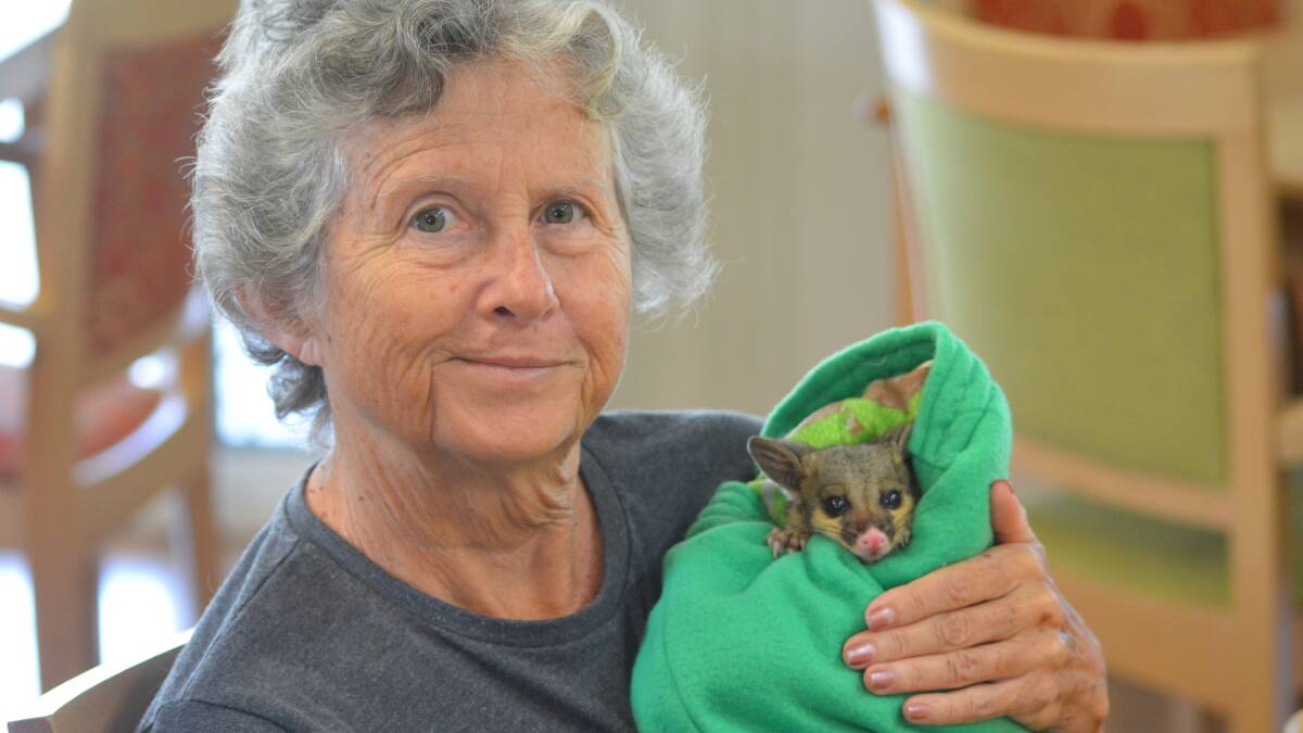 HELLO POSSUM: Resident Jennifer Tesch with a baby possum looking very snug in its new pouch.