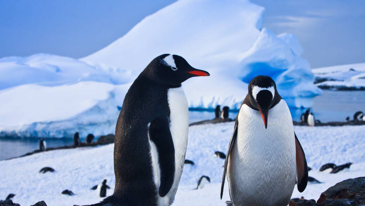 See penguins from the luxurious MS Zaandam on our escorted tour to Antarctica and South America.  