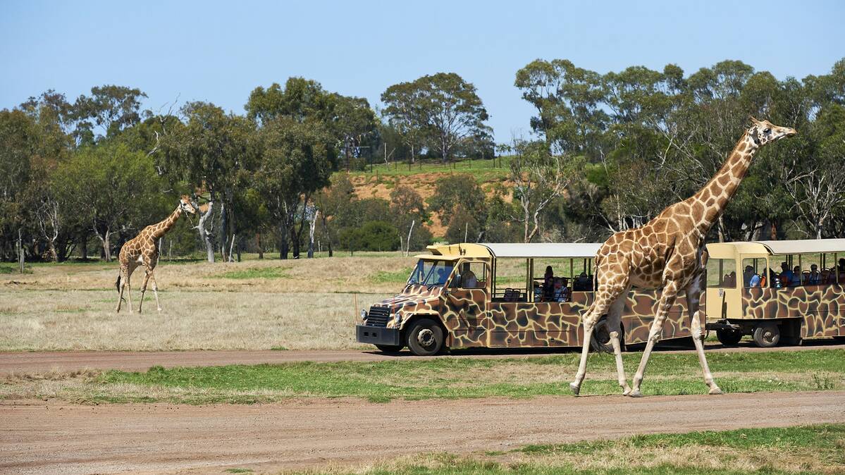 Meet the zoo's giraffes on a Safari Bus tour. Photo: Werribee Open Range Zoo.
