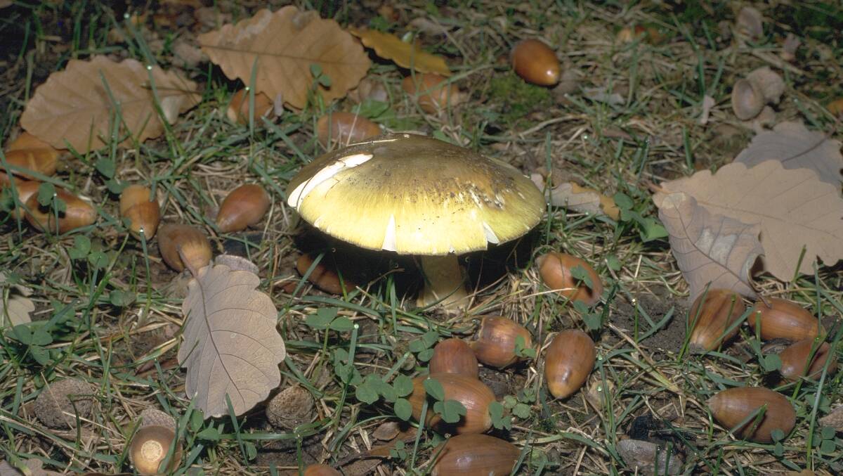 FUNKY FUNGI: The poison in one deathcap mushroom, if eaten, is enough to kill a healthy adult. Photo: Australian National Botanic Gardens.