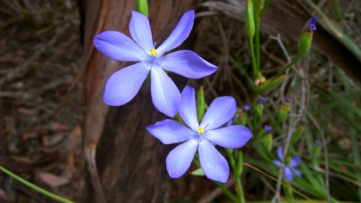 Kangaroo Island is known for its diverse flora and fauna, including wildflowers.