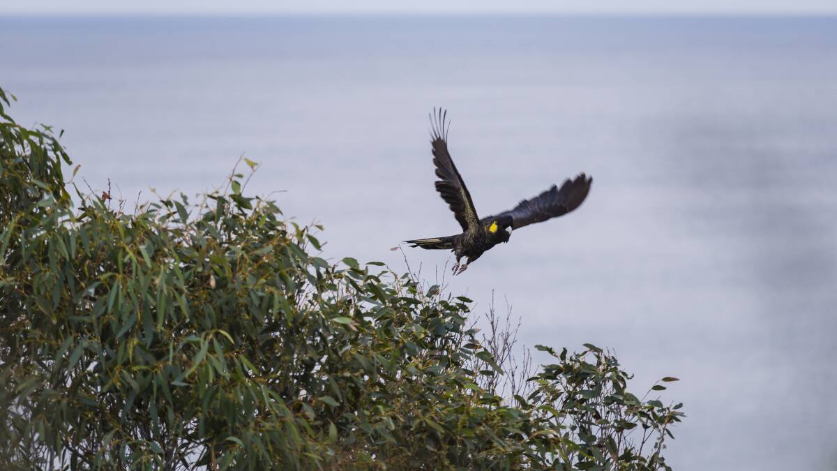 TAKE FLIGHT: Bruny Island is home to an abundance of birdlife, including the yellow-tailed black cockatoo. Photo: Pierre Destribats
