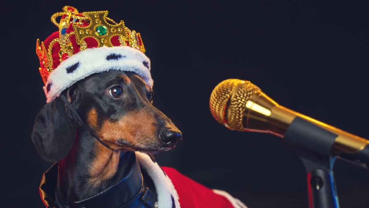 DIVA: Could your dog be an opera star?