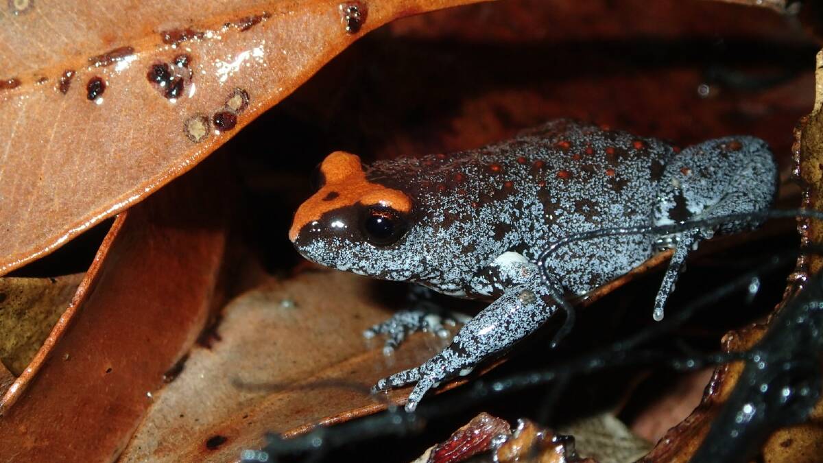 FrogIDs 200,000 validated frog record, the threatened Red-crowned Toadlet (Pseudophryne australis) Image: Jodi Rowley