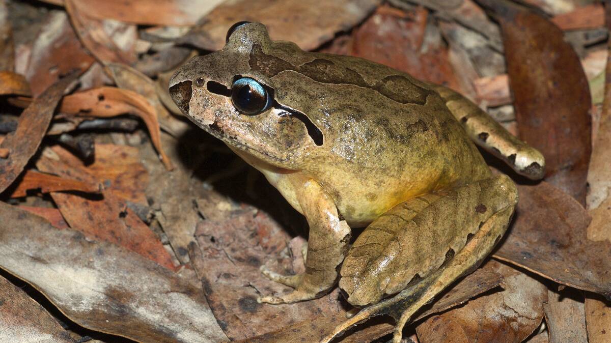 FROG WATCH: Scientists are keen to collect data on Australian frogs, such as the Southern Barred Frog (Mixophyes balbus). Photo: Jodi Rowley.