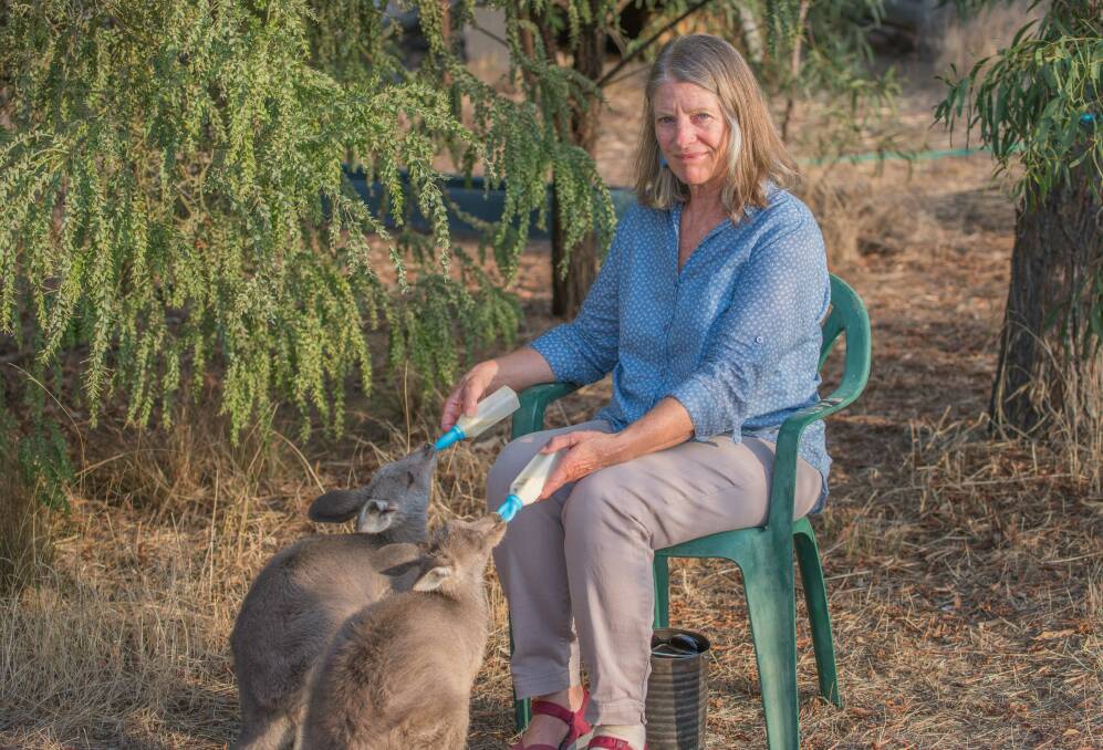 HOO-ROO: Conservationist and WIRES founder Mikla Lewis has fostered plenty of kangaroo joeys.