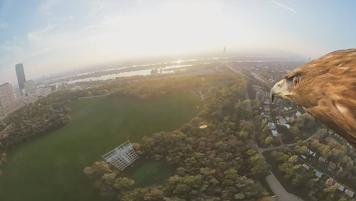 Fly high: See Vienna from the eyes of an eagle.