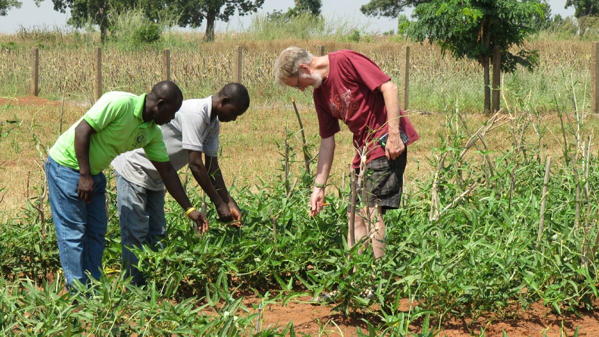 A TEAM EFFORT: Dr Higgins and his colleagues inspecting cowpea crops in Africa. Photo: Supplied