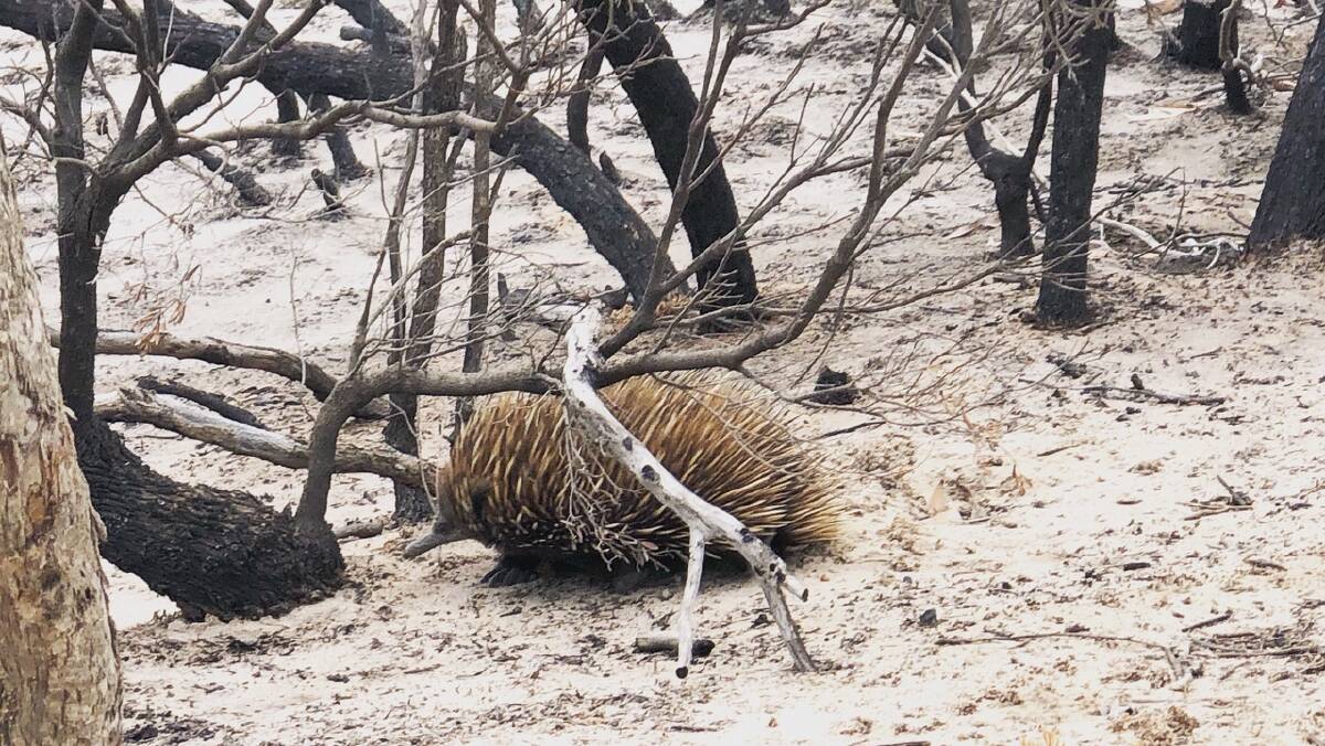 Wildlife, such as this echidna, are beginning to repopulate bushfire affected areas on Kangaroo Island. Photo: South Australia Department for Environment and Water.