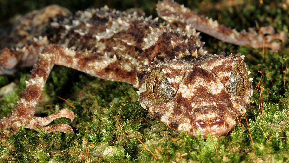 The Cape Melville leaf-tailed gecko from Queensland is at risk. Photo: Conrad Hoskin