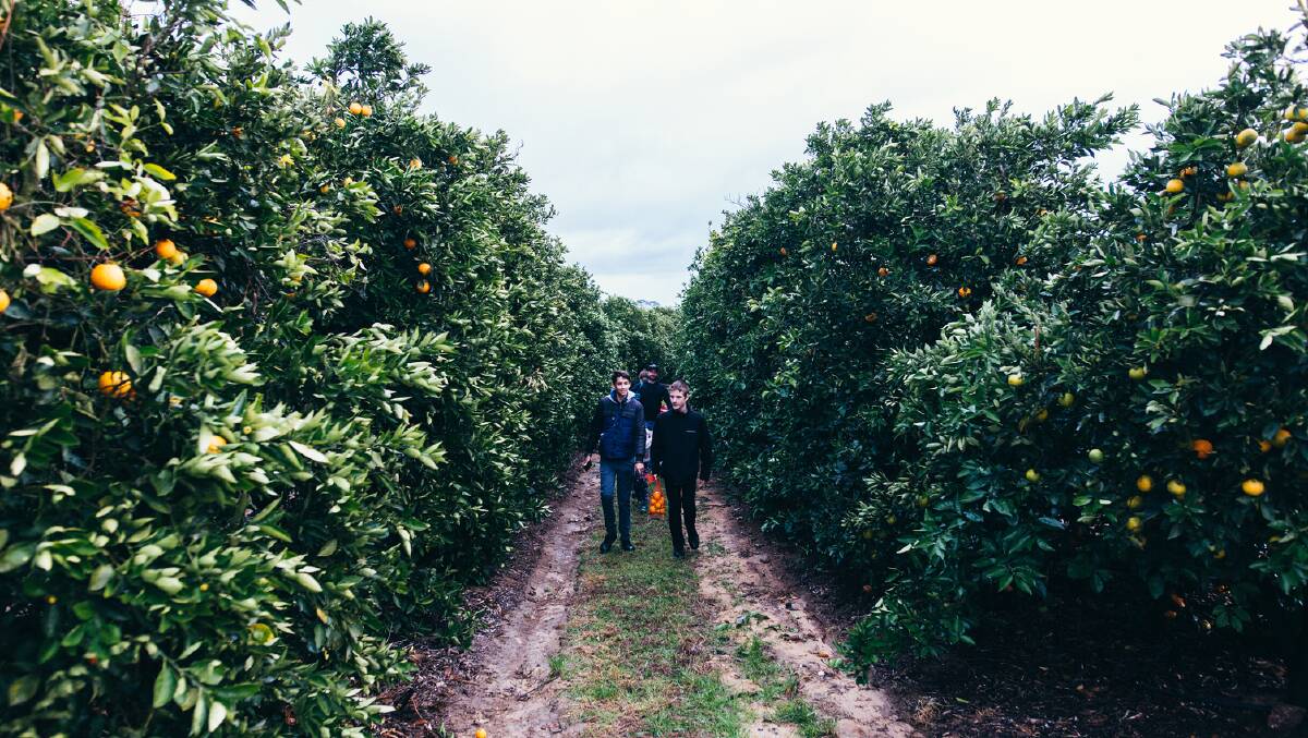 The Central Coast is full of foodie delights, such as orange picking in Kulnura. 