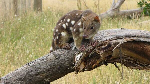 Tour to help tiger quolls
