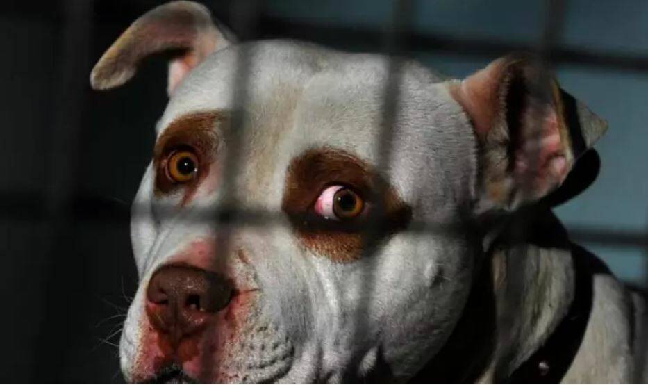 Owners of dangerous dogs, such as pit bulls, will now have to pay an annual $195 permit fee. Photo: The Age - Justin McManus.