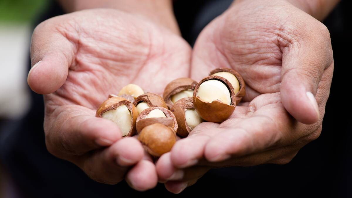 Macadamia nuts are a popular bush tucker foot with their creamy texture and velvet crunch. Picture: Shutterstock.