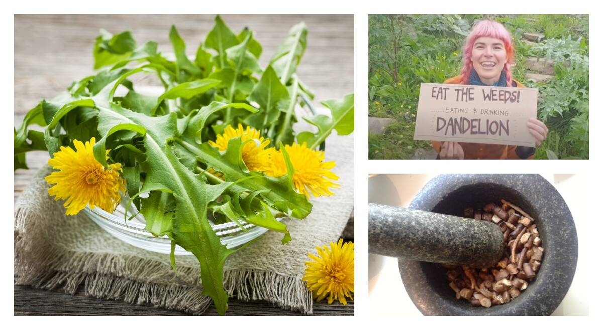 WONDER WEED: Dandelions greens go great in salads or the roots can be grinded to make a type of coffee. 