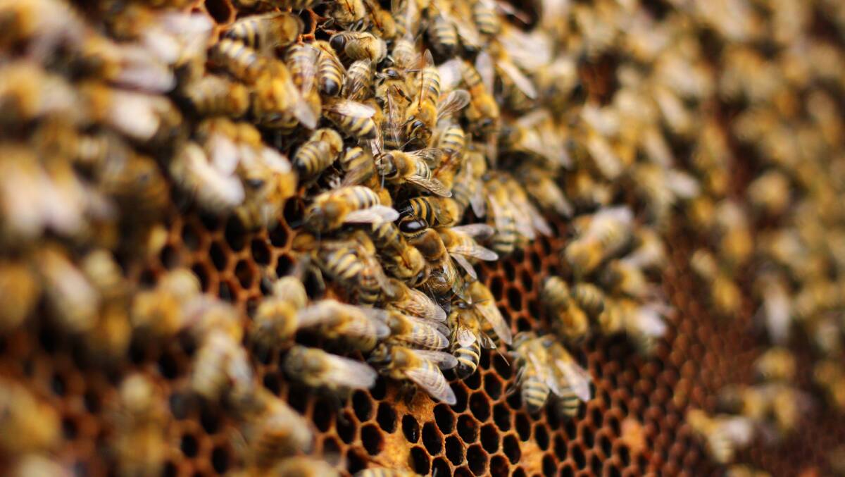 Bees in the hive. Picture: Shutterstock.