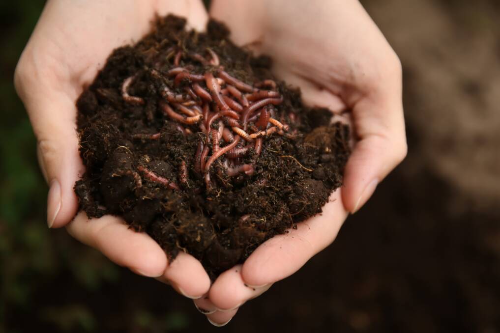 GET A WRIGGLE ON: Compost worms are incredibly beneficial to the soil. Picture: Shutterstock. 
