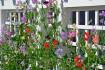 Sweet peas, a pop of colour for your garden