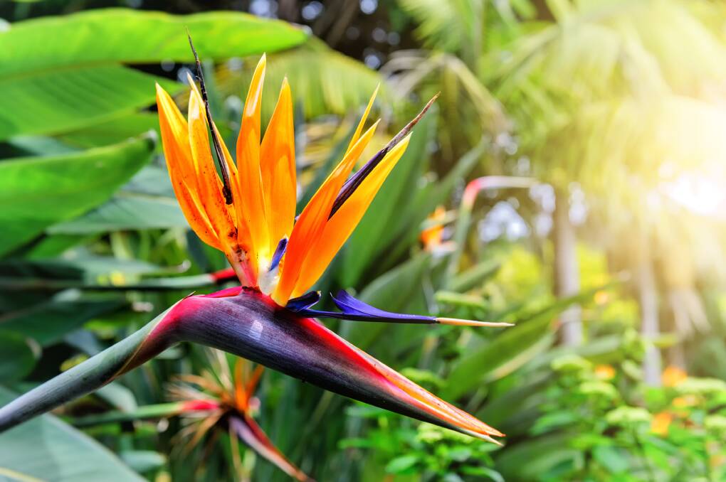 A colourful bird of paradise. Picture: Shutterstock.