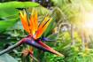 Go 'troppo': bold tropical plants for a colourful garden