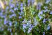 All the many reasons to grow some remarkable rosemary