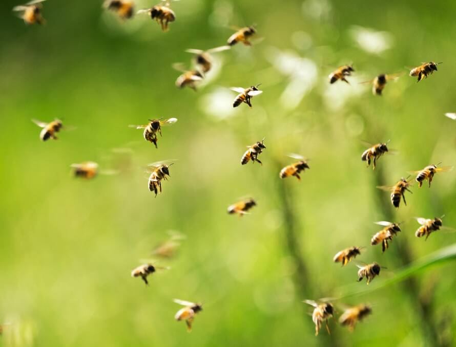 Bee in the garden. Picture: Shutterstock.