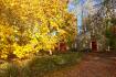 Deciduous trees: suitability for backyards
