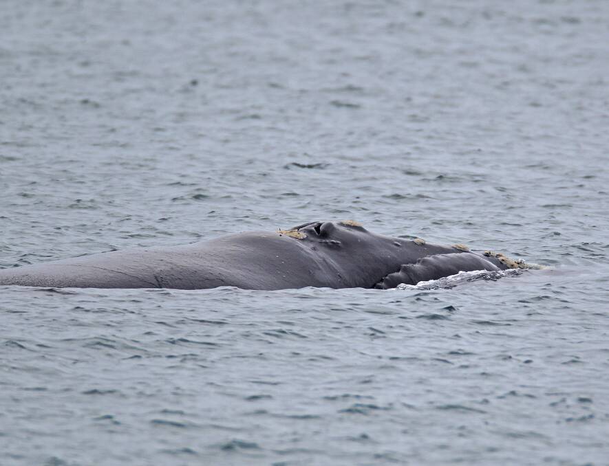 Southern right whale mother and new born calf spotted at Portland.