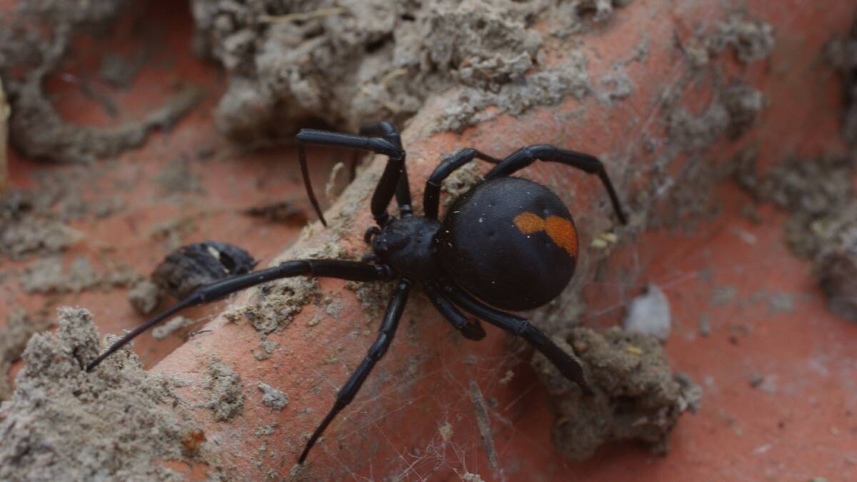 A female red-backed spider