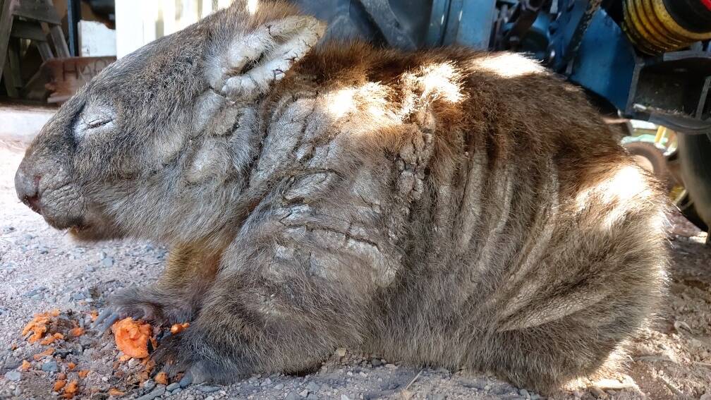 Marki the wombat was treated for mange, successfully in captivity, which is rare. Photo: Supplied