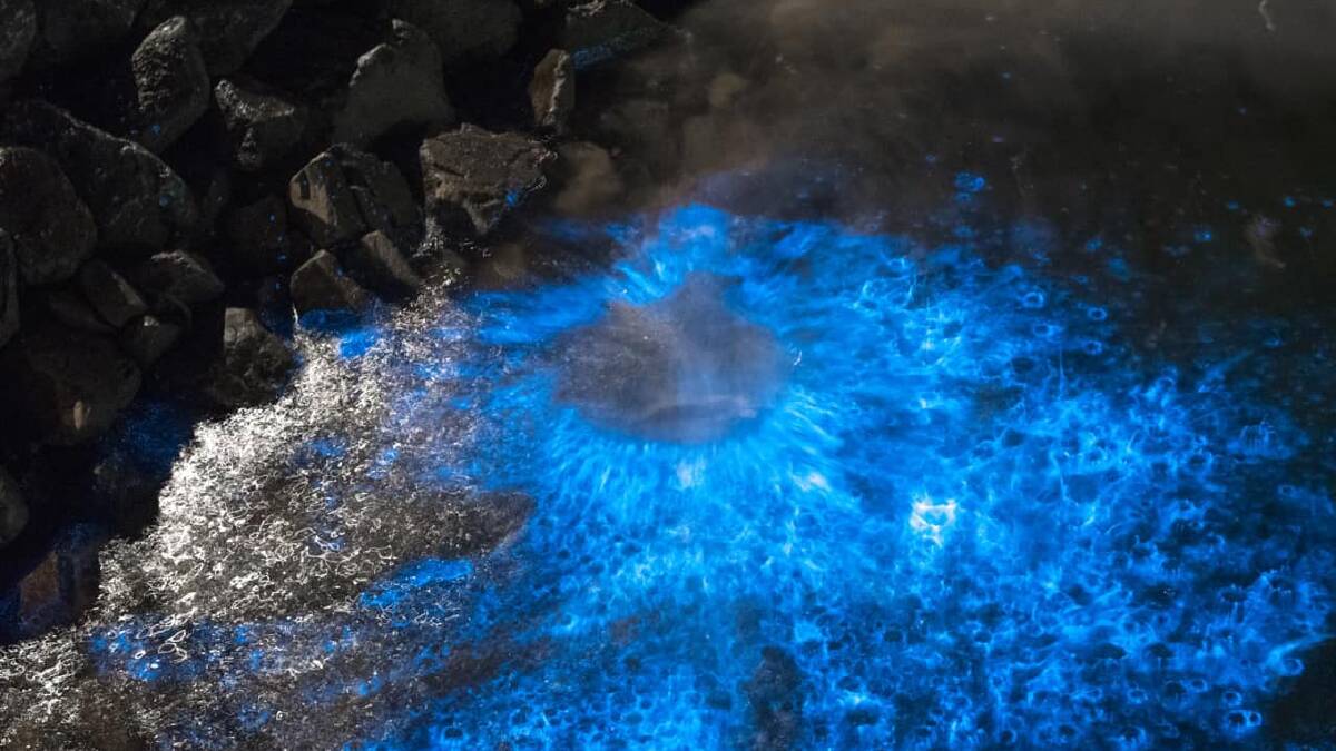 Residents were treated to a spectacular display of bioluminescence on Monday night at Shell Cove Marina. Picture: Sally Sopniewski