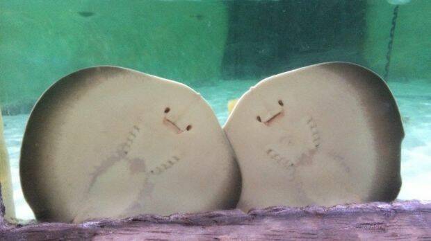 Two sister stingray pups born at Sea Life Sunshine Coast have been named Cookies and Cream. Photo: Supplied
